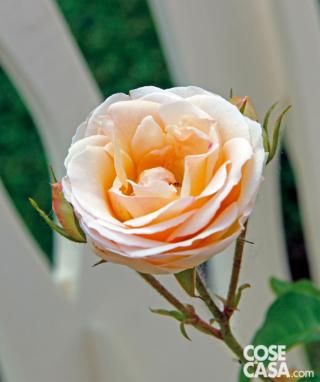 Rosa "Sorriso di pace".