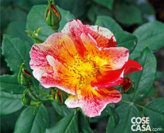 Rosa "Souvenir de Gilles Villeneuve".