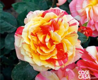 rosa variegata barni