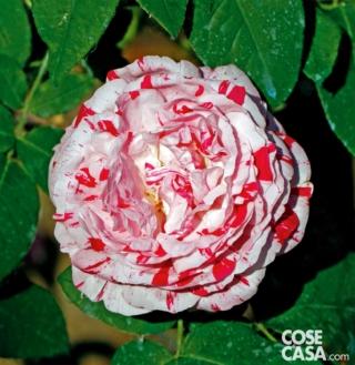 La splendida rosa variegata di Bologna.