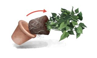 svasare la pianta svasare la pianta