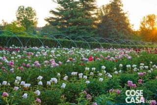 vivai delle commande