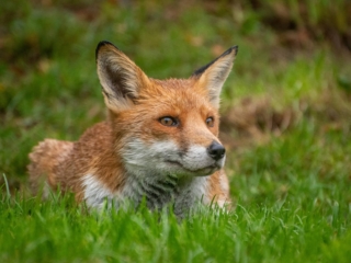 volpe-in-giardino volpe-in-giardino