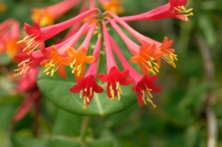 Lonicera Sempervirens Lonicera Sempervirens