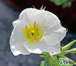 Oenothera