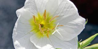 Oenothera speciosa ‘Alba’ – Enotera a fiori bianchi
