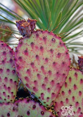 Opuntia-SantaRita Opuntia-SantaRita