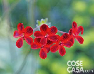 Pelargonium Ardens Pelargonium Ardens