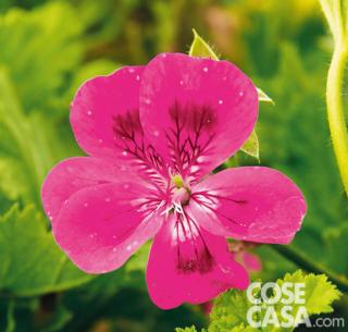 Pelargonium Brunswich Pelargonium Brunswich