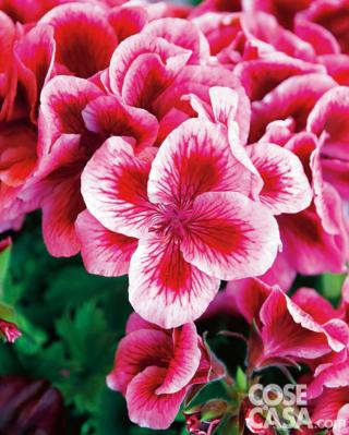 Pelargonium Eileen Posten Pelargonium Eileen Posten