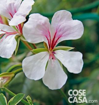 Pelargonium Elegante Pelargonium Elegante