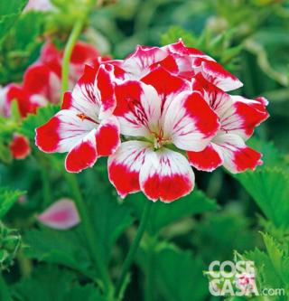 Pelargonium Graziosa Arlequin Pelargonium Graziosa Arlequin
