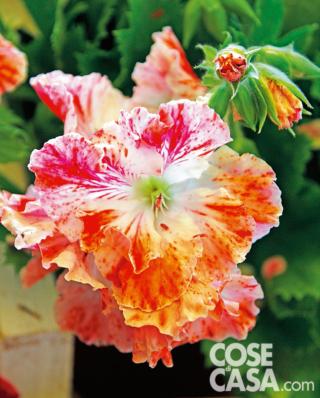 Pelargonium Misty Morning Pelargonium Misty Morning