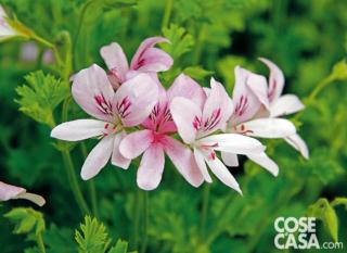 Pelargonium Prince of orange Pelargonium Prince of orange