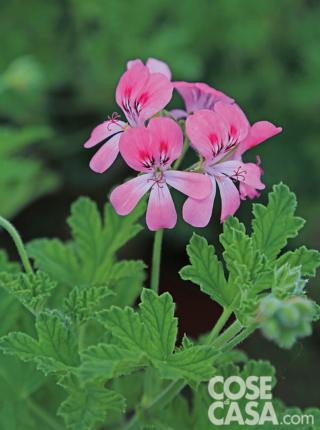 Pelargonium Sweet Mimosa Pelargonium Sweet Mimosa