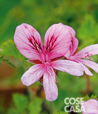 Pelargonium Torento Pelargonium Torento