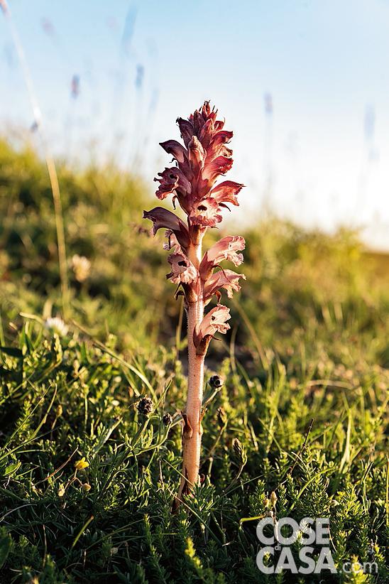 Orobanche
caryophyllacea