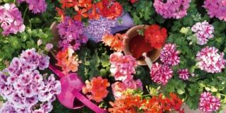 Pelargoni per le fioriere più colorate dell’estate