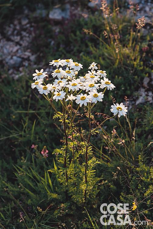 Tanacetum corymbosum