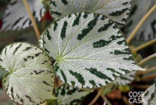 Begonia ‘Silver Jewel’,