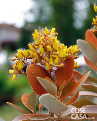 Kalanchoe orgyalis, dalle particolari foglie color ruggine. Kalanchoe orgyalis, dalle particolari foglie color ruggine.