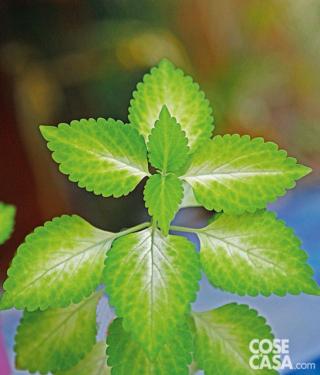 Coleus, varietà ‘Versa Green Halo’.