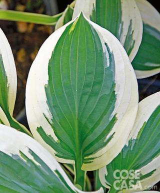 Hosta ‘Brim Cup’