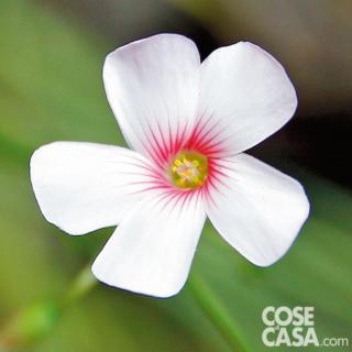 Oxalis floribunda ‘Alba’