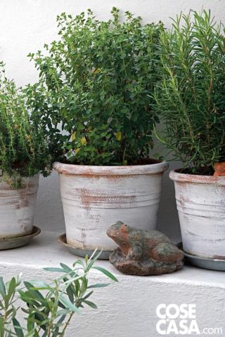 aromatiche aromatiche