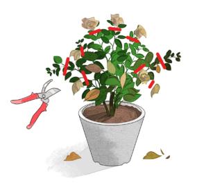 cimatura gardenia cimatura gardenia