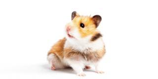 criceto in vacanza con noi