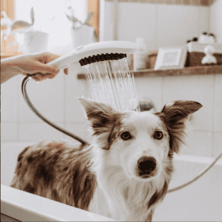 Dogshower, doccetta per cani Dogshower, doccetta per cani