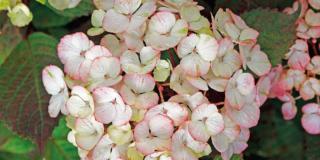 Ortensia – Hydrangea serrata ‘Preziosa’