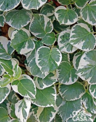 Hydrangea anomala petiolaris ‘Silver Lining’