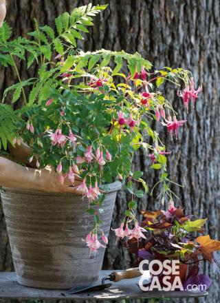 inserire-fucsia-Cloverdale-Pearl inserire-fucsia-Cloverdale-Pearl