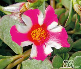 La portulaca è una pianta molto generosa, adatta a chi ha poco tempo per prendersene cura perché non richiede potature regolari né pulizie frequenti. La portulaca è una pianta molto generosa, adatta a chi ha poco tempo per prendersene cura perché non richiede potature regolari né pulizie frequenti.