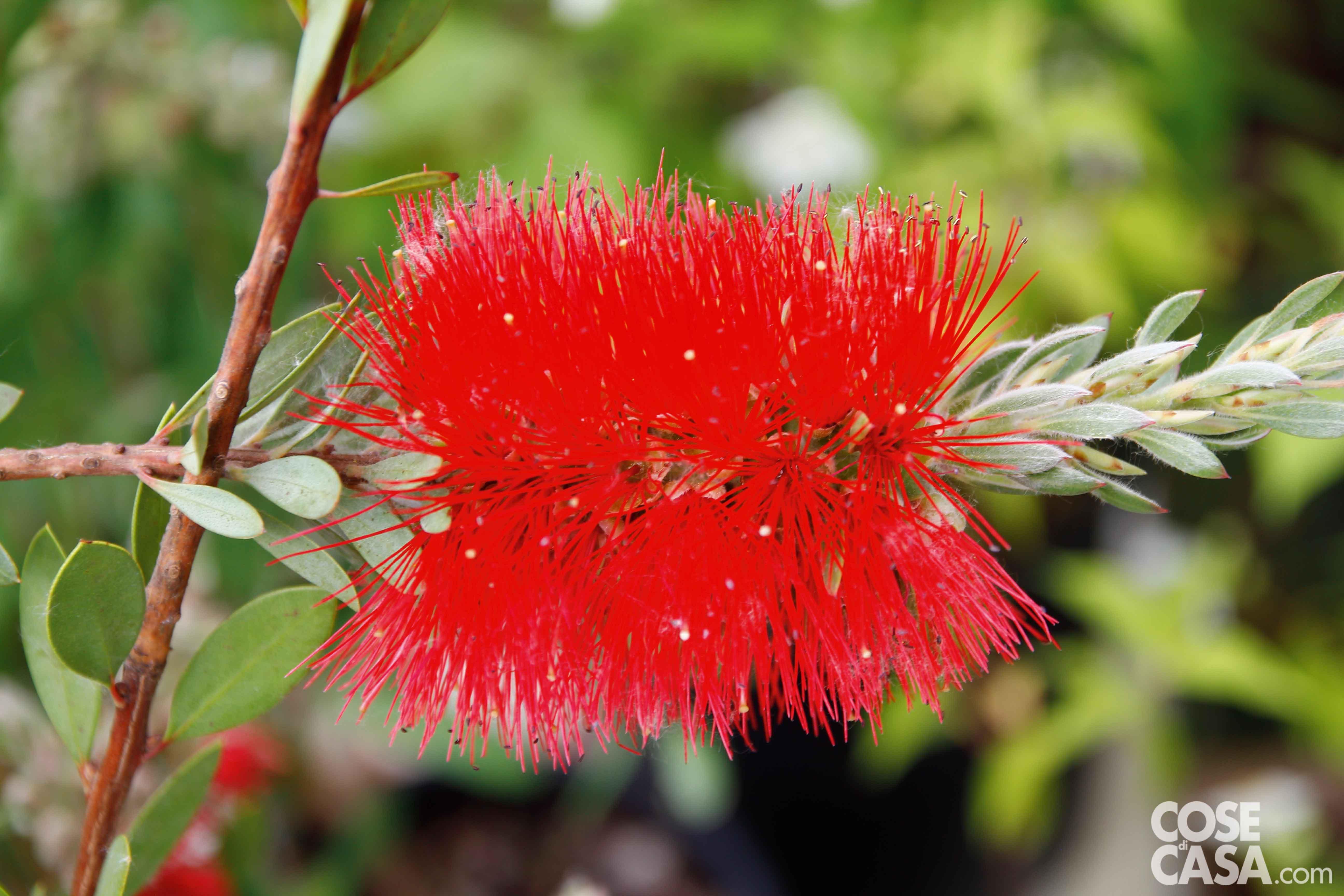 Il nome callistemon ha doppia radice greca: "kalos", bello, "stemon" stame, con riferimento alla particolare struttura del fiore "a scovolino".