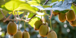 kiwi in estate