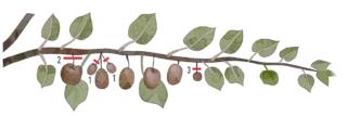 diradamento frutticini del kiwi diradamento frutticini del kiwi
