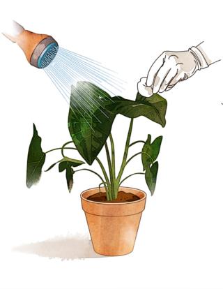 eliminare afidi con cotone eliminare afidi con cotone