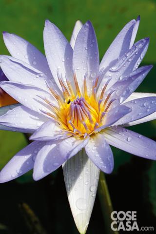 Ninfea varietà "August Koch". Ninfea varietà "August Koch".