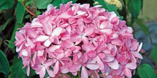 Ortensia – Hydrangea macrophylla ‘Inspire’