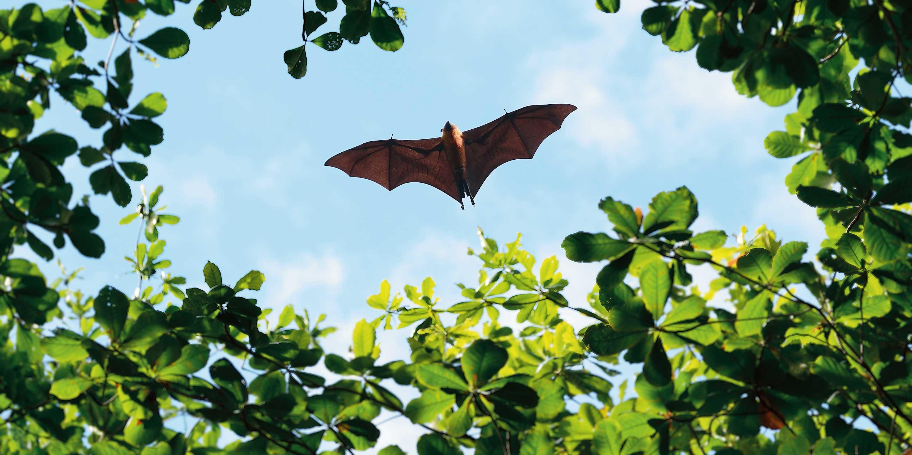 Pipistrelli: 6 curiosità da non perdere 