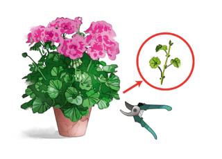 prelevare talea pelargonio