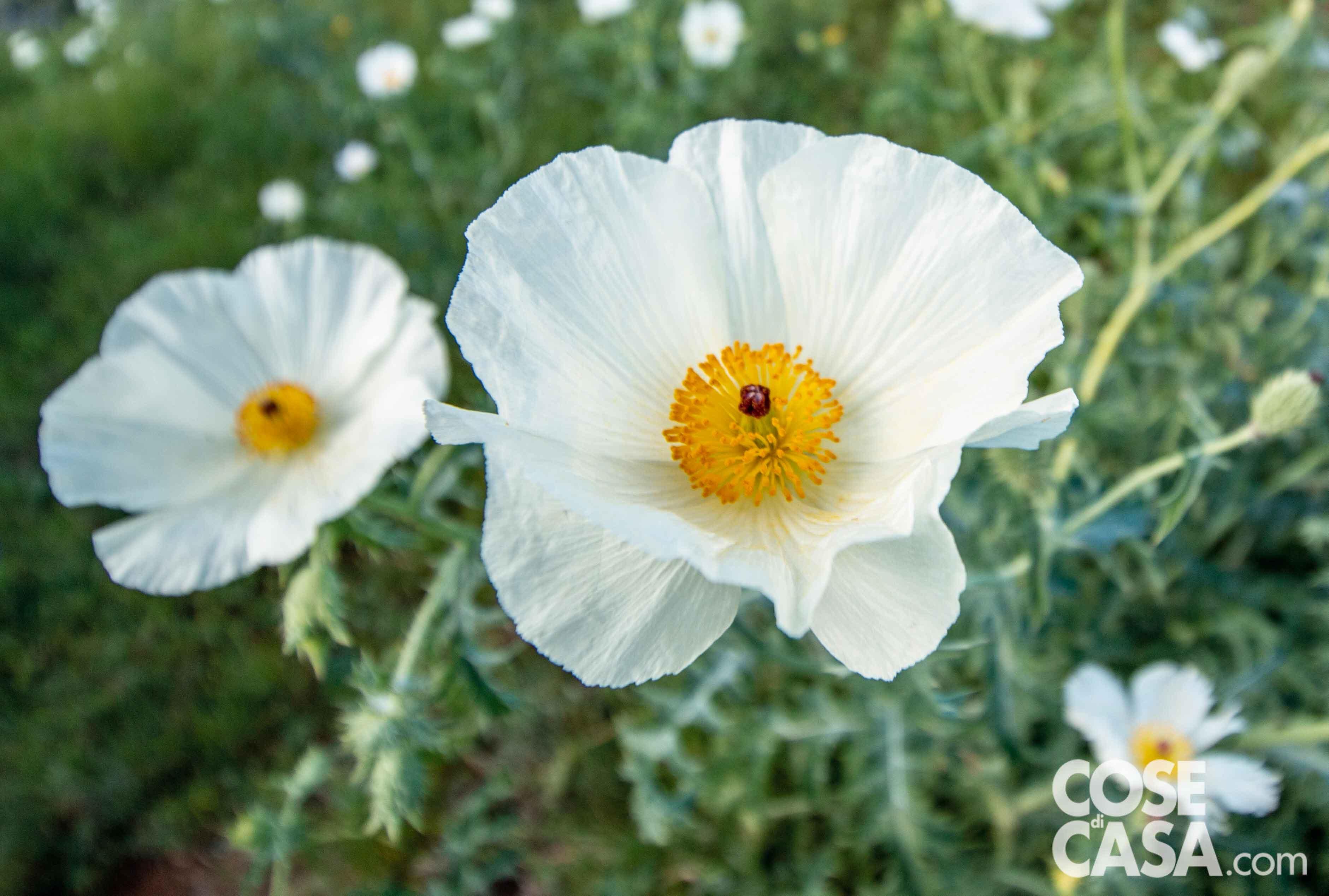 Romneya Coulteri