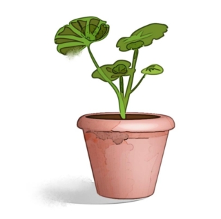 sviluppo-talea-pelargonio