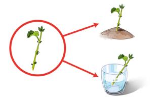 talea pelargonio in acqua