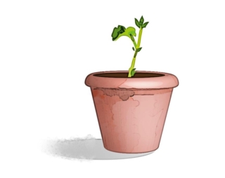 talea-pelargonio-in-vaso