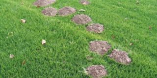 danni da talpe su prato danni da talpe su prato