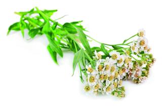 achillea ptarmica achillea ptarmica